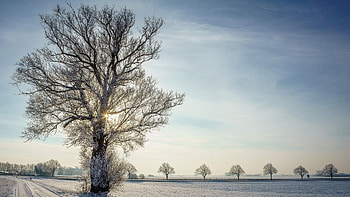 Winter Landscape, sky, road, snow, trees, misty, sun HD wallpaper