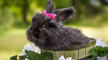 Black Rabbit, pink, black, ribbon, rabbit HD wallpaper