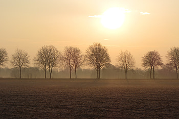 Nature, Trees, Horizon, Fog, Field HD wallpaper