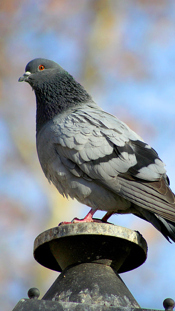 Bird, Black Pigeon HD phone wallpaper
