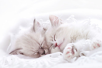 Sleeping Kitties, kitten, pussy, kitty, Cat, purr, sleep HD wallpaper