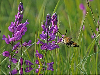 Just Humming Around, wings, stem, grass, purple, bee, bug, petals, nature, flowers HD wallpaper