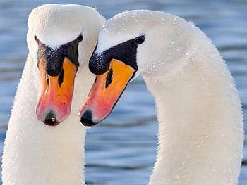 swan, birds, together, love, lake HD wallpaper
