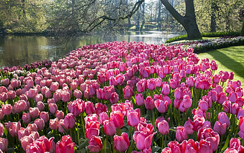 Spring in The Netherlands, garden, Netherlands, tulips, spring HD wallpaper