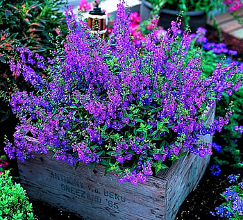 AngeloniaSerena, nature, flowers, , angelonia serena HD wallpaper