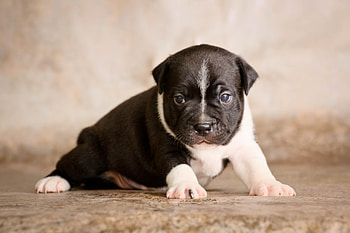 Animals, Dog, Sweetheart, Nice, Puppy, Kid, Tot, Staffordshire Bull Terrier HD wallpaper