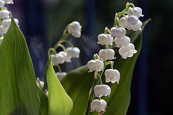 Lily of the valley, Flo, Broken, Lily, Leave HD wallpaper