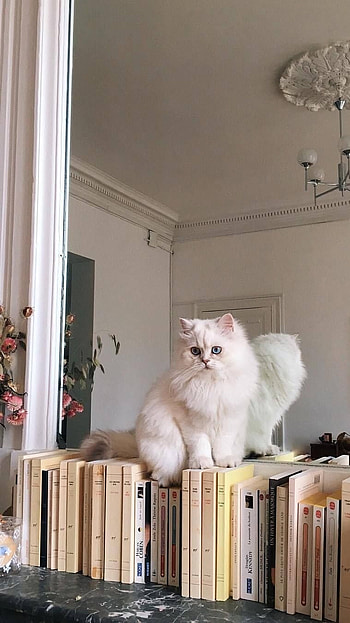 Cute Aesthetic, Car HD phone wallpaper