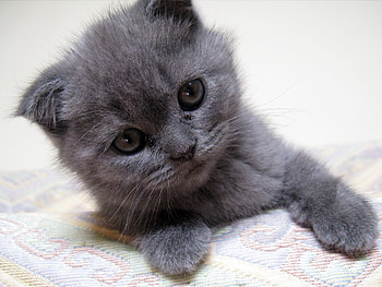 Animals, Kitty, Kitten, Muzzle, Sight, Opinion, Kid, Tot, Wool HD wallpaper