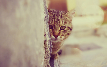 Animals, Cat, Muzzle, Peek Out, Look Out HD wallpaper