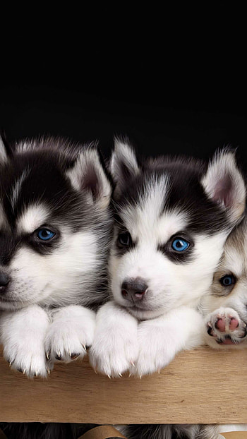 Cute husky , sun, Cute puppy, Cute animal HD phone wallpaper