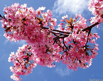 mai flowers, trees, flowers HD wallpaper