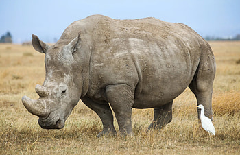 Endangered white rhino, Foundation for biomedical research, Conservation efforts, Precious existence HD wallpaper