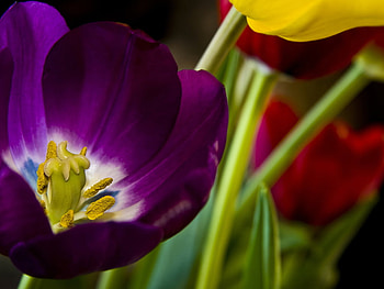 Awesome Colors, green, violet, red, yellow HD wallpaper