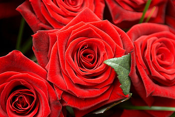 Flowers, Roses, Close-Up, Buds HD wallpaper