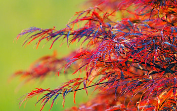 Plant, Macro, Bright, Wood, Tree, Colorful, Colourful HD wallpaper