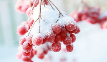 Frozen berries, winter, frost, frozen, graphy, , berry, frosty, fruits, wild fruits, abstract, snow, close-up, nature, , macro, frosted HD wallpaper