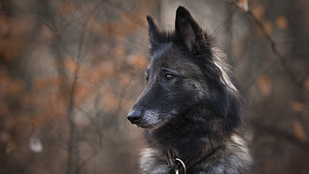 Belgian Tervuren, Ultra , Background , Dog graphy HD wallpaper