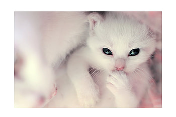 pinky, sweet, kitten, white, pet HD wallpaper
