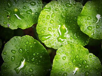 Close-up of vibrant green leaves covered in fresh dewdrops, showcasing natural beauty and freshness. HD wallpaper