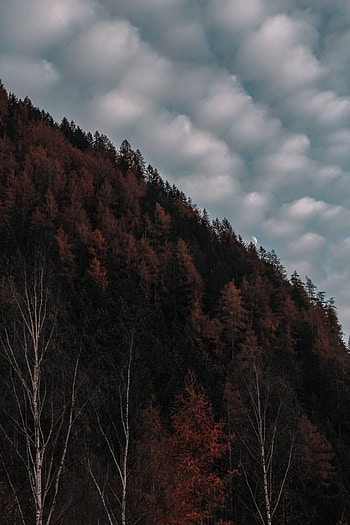 Nature, Trees, Sky, Clouds, Evening, Elevation HD phone wallpaper