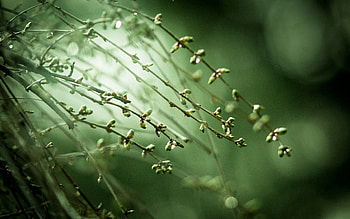 Background, Plant, Macro HD wallpaper