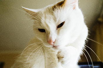 Funny, Animals, Cat, Pet, Paw HD wallpaper