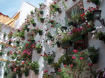 Cordoba, spain, flower pots, wall, andalucia HD wallpaper