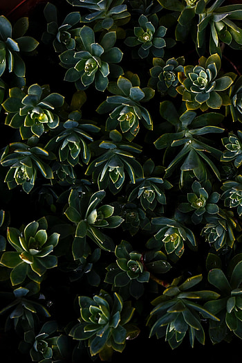 Succulent plants, leaf HD phone wallpaper