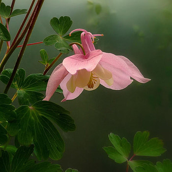 Pink Columbine, pink, leaves, columbine, flower, green, beautiful HD wallpaper