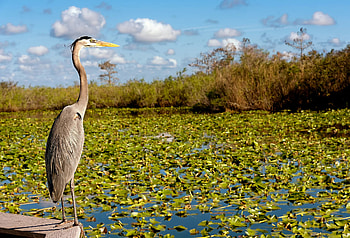 Everglades National Park, Worldatlas, Geographic facts, Interesting trivia HD wallpaper