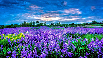 Flowers - Field, summer, purple, graphy, field, nature, flowers HD wallpaper