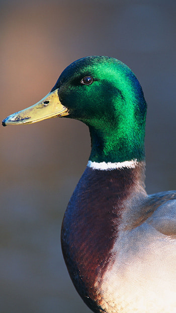 Duck, Adorable HD phone wallpaper