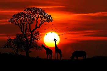 Giraffe Rhino Sunset Red Sky Tree Forest Nature , giraffe, animals, nature, sunset, forest, trees, sky, birds, rhinoceros, rhino HD wallpaper