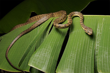 Brown tree snake, , backgrounds, Snake HD wallpaper