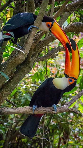Toucans, Amazing HD phone wallpaper