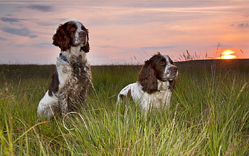 Springer Spaniels, dogs, cute, animals HD wallpaper