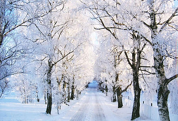 winter lane, winter, lane, snow, trees, nature HD wallpaper