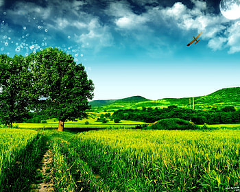 Magic tree, trees, grass, sky HD wallpaper