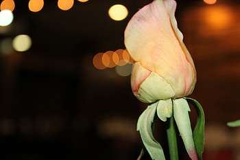 Iran,Shiraz, iran, nature, shiraz, flower HD wallpaper