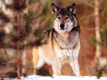 Wolf, animal, threes, snow, nature, friend HD wallpaper