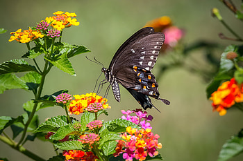 Butterfly on flower, summer, colorful, butterfly, flower, garden, beautiful HD wallpaper