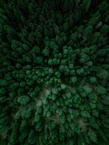 Nature, Trees, View From Above, Forest, Spruce, Fir HD phone wallpaper