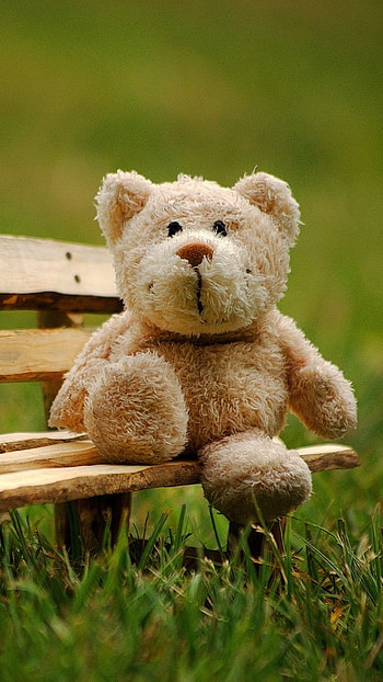 Teddy Wale, Sitting On Bench HD phone wallpaper