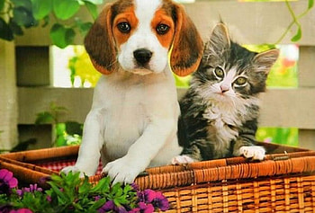 The Dog And The Cat, dog, cat, freinds, flowers HD wallpaper