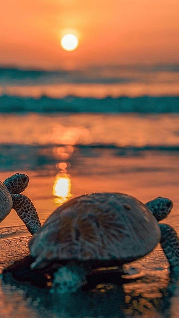 Turtle, Ocean Animal HD phone wallpaper