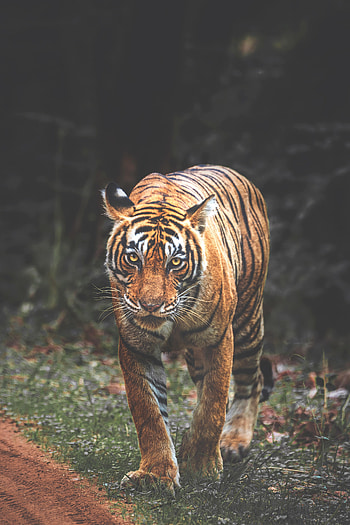 Animals, Muzzle, Predator, Big Cat, Sight, Opinion, Tiger, Stripes, Streaks HD phone wallpaper