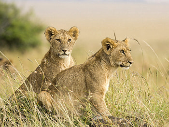 Animals, Grass, Young, Couple, Pair, Lion, Joey, Lion Cub HD wallpaper