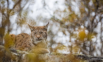 Lynx, pisica, animal, yellow, big cat, autumn, leaf HD wallpaper
