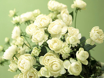 Plants, Flowers HD wallpaper